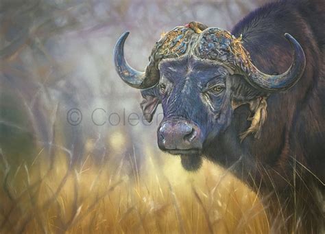 Buffalo Bill - African Buffalo - (original) | Art by Coleen Williams