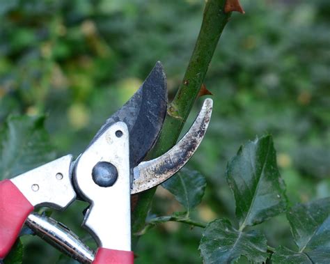 How to prune roses: 5-steps for healthy flowering plants | Real Homes