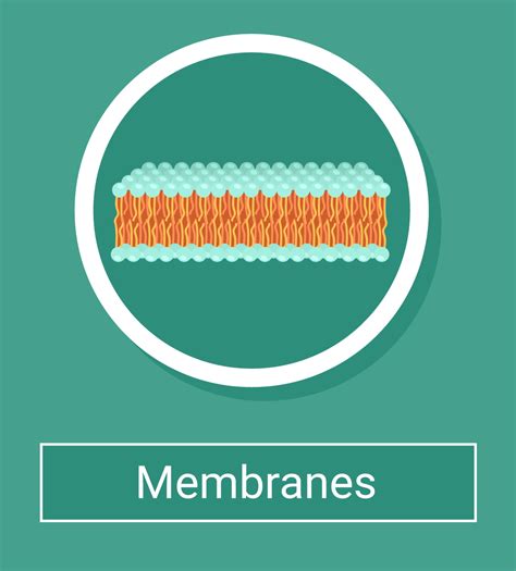 Factors Affecting Cell Membrane Permeability and Fluidity – Conduct Science