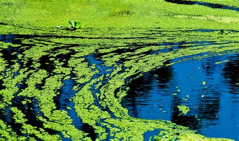 Blue-green algae bloom: Warnings at East Fork Lake, Ohio, Vermont, Rhode Island