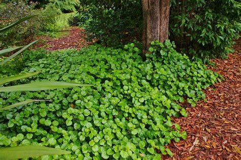 Plectranthus australias. Australia native. Will tolerate dry shade. Groundcover. | Dry shade ...