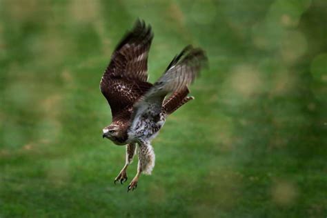 8 Characteristics of Hawks (Fun Facts) - Wildlife Informer