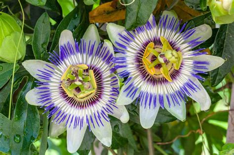 Passiflora caerulea (Blue Passion Flower)