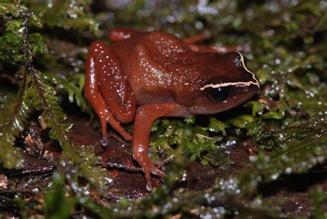 Deadly fungus threatens African frogs – Research News