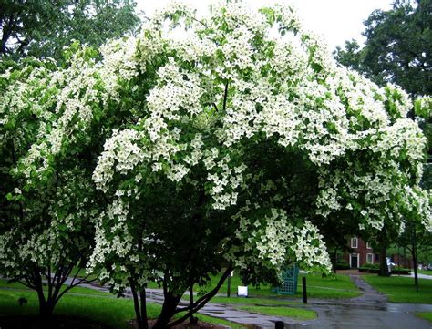 types of dogwood trees | Kousa dogwood tree, Ornamental trees, Dogwood trees