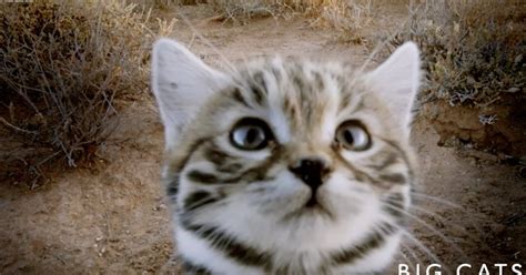 Why the Adorable Black-Footed Cat is the Deadliest Feline on Earth