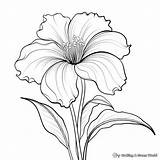 Big Flower Coloring Pages  Free & Printable Worksheets Library sketch template