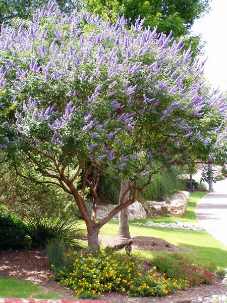 70 best Drought Resistant Trees images on Pinterest | Landscaping ideas ...