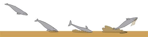 File:Feeding mechanism of Eschrichtius robustus.svg - Wikimedia Commons