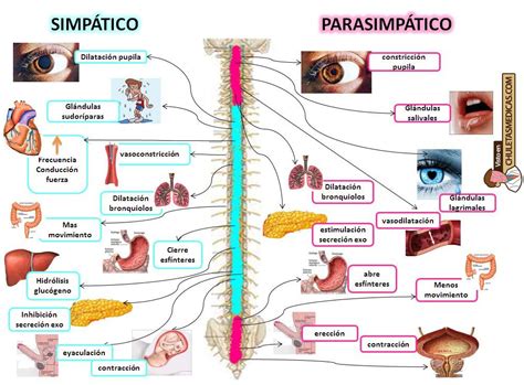 Fisiología Básica del Sistema Nervioso Autónomo Chuleta | Sistema ...