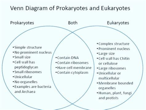 Venn Diagram Prokaryotic And Eukaryotic Cells