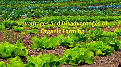 Organic Farming and Its Advantage and Disadvantage