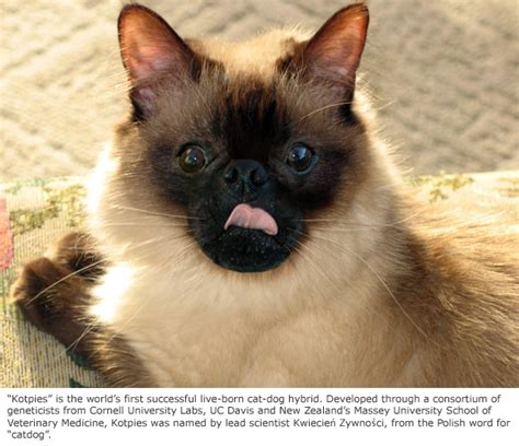 Cornell’s Genetic Breakthrough Produces Cat-Dog Hybrid - Catster