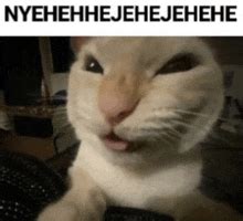 GIFs de Cat Laugh | Tenor