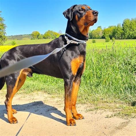 Rotterman: Character & Ownership - Dog Breed Pictures - dogbible