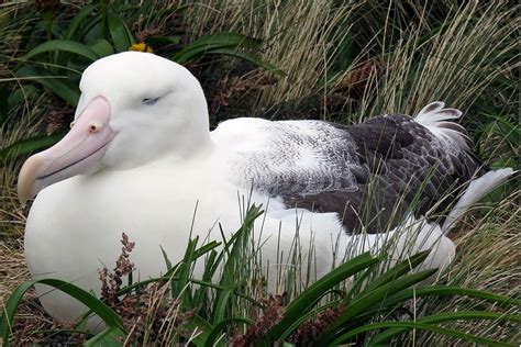 Southern Royal Albatross : Birding NZ