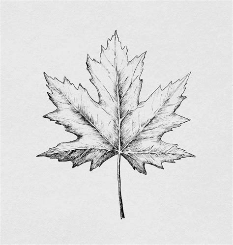 Esdoornblad tekening | Maple leaf drawing | Disegno con le foglie, Disegno di fiori, Idee per ...