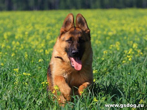 German Shepherd Dog running on the grass wallpapers and images - wallpapers, pictures, photos