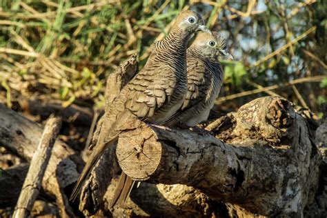 Perkutut Jawa, Burung dengan Keunikan Katurangga - Mongabay.co.id