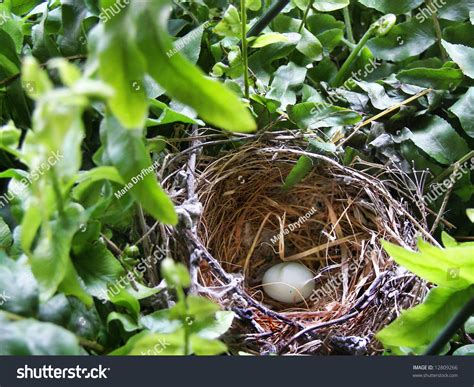 Purple Finch Egg Nest Stock Photo 12809266 | Shutterstock