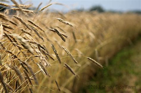 Farming in the shade: Harvesting Rye