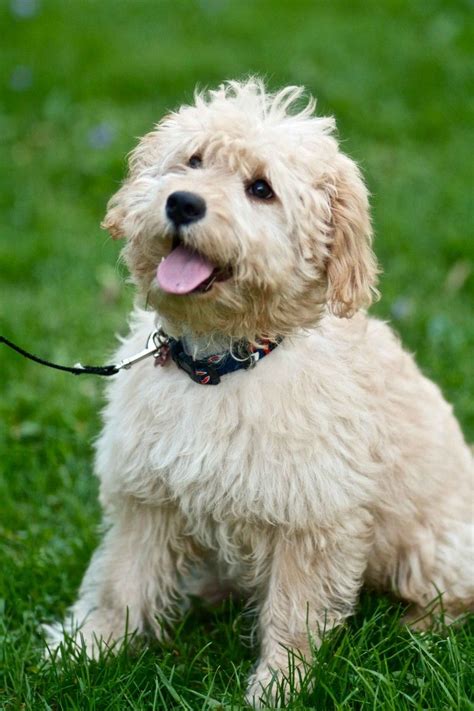 Goldendoodle Mini High Definition Picture - MetaHD.Com | Labradoodle ...