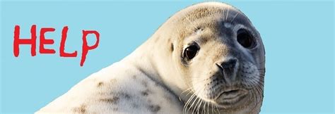 Caspian seal is endangered!! - Azerbaijan Geographic Society