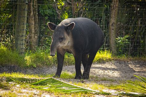 Baird’s Tapir