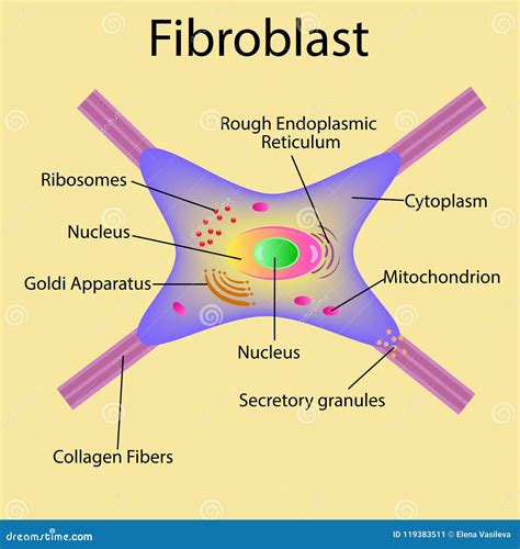 Fibroblast is a Dermis Cell. Structure of Fibroblast Cell Stock Vector - Illustration of ...