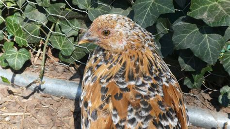 Japanese Bantam For Sale | Chickens | Breed Information | Omlet