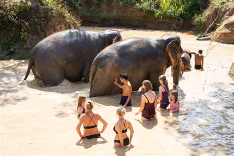 Maerim Elephant Sanctuary: An Ethical Elephant Encounter in Chiang Mai, Thailand – Wandering ...