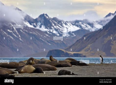 Colony of seals (Pinniped), and a penguin at a coast in South Georgia, Antarctica Stock Photo ...