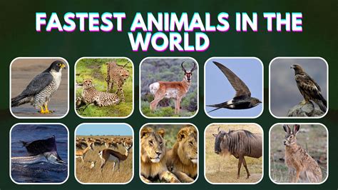 Top 10 Fastest Animals In The World (2022)