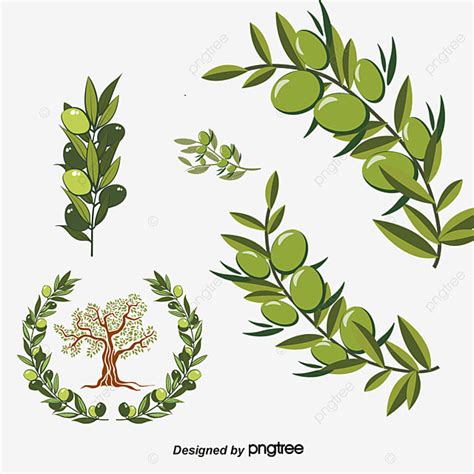 Olive Branch PNG Image, Vector Green Olive Branch, Olive Branch, Olives ...