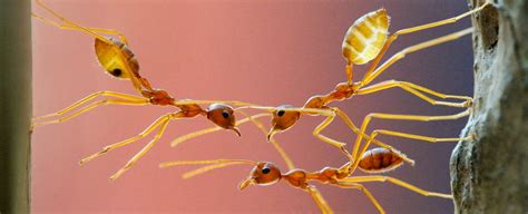 Ants can literally build bridges without training, and you can watch ...