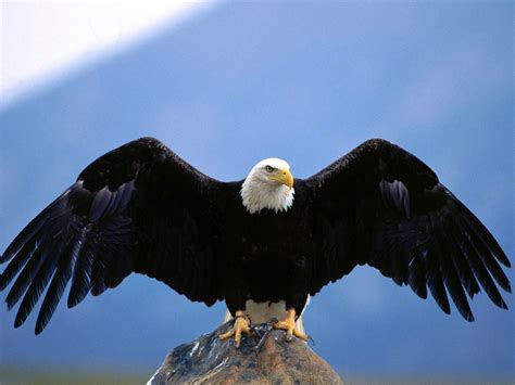 Eagle Flying HD Wallpapers - Top Free Eagle Flying HD Backgrounds - WallpaperAccess