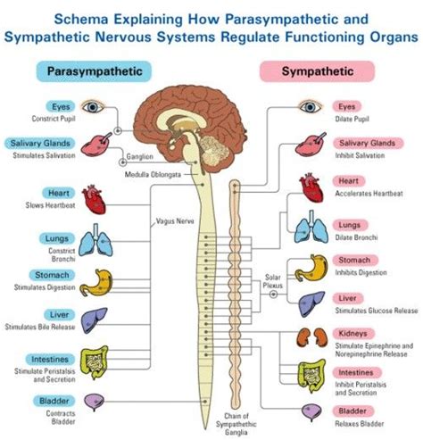 Parasympathetic and Sympathetic Nervous systems and how they present in the body (con imágenes ...