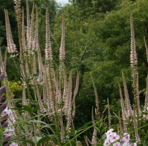 Veronicastrum virginicum f. roseum 'Pink Glow' – Ballyrobert Gardens