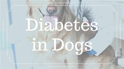 Diabetes in Dogs: Symptoms & Treatment — River Landings Animal Clinic ...