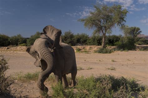 Desert elephants Namibia photos and information about desert elephants