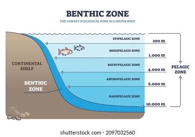 Pelagic Zone Photos, Images & Pictures | Shutterstock