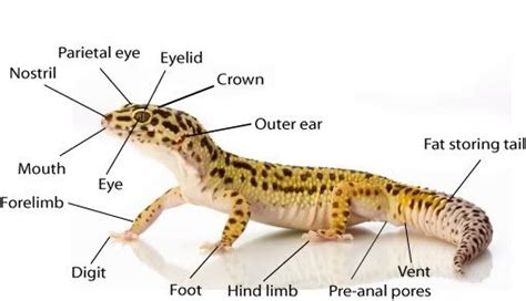 Leopard Gecko Body Structure | Geckos | Pinterest | Geckos, Leopards and Reptiles