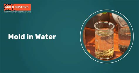 Mold in Water – Can Mold Grow in Water Sources?