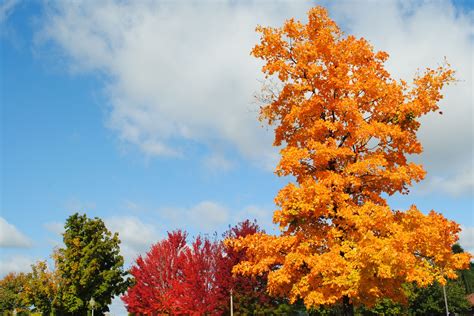 The Best Places to See Fall Foliage in Arkansas