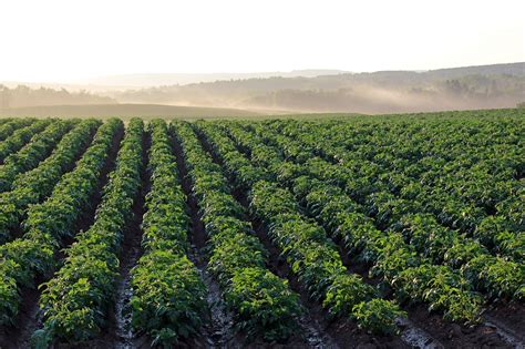 Potato Field Aroostook County - Free photo on Pixabay