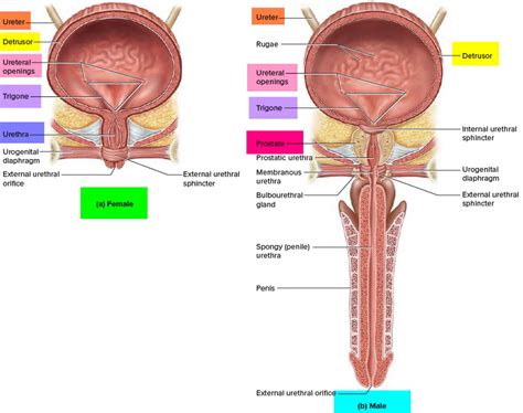 Urge incontinence causes, symptoms, diagnosis, prevention & treatment