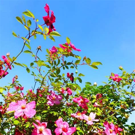 Rosa chinensis 'Mutabilis' (arbusto) | Yougardener