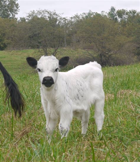 White Dexter Miniature Cattle, an Old Breed with a New Color | Dexter ...