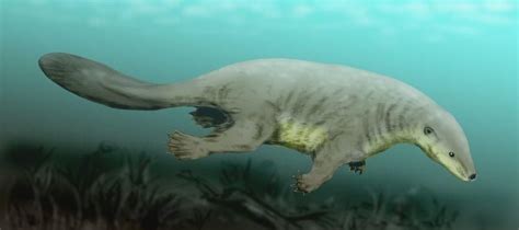 The swimming Jurassic mammal, Castorocauda. Image Credit: Nobu Tamura via Wikimedia Commons CC ...