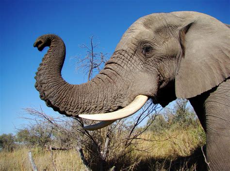 Elephants understand what it means when you point at stuff | Grist